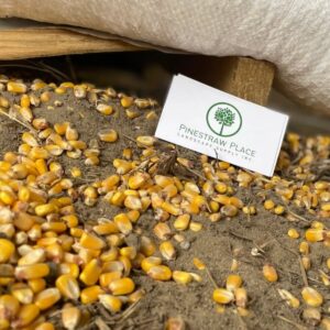 Spilled yellow corn kernels on dirt beside a white card with a green tree logo and the text 'Pine Straw Place Landscape Supply Inc.'