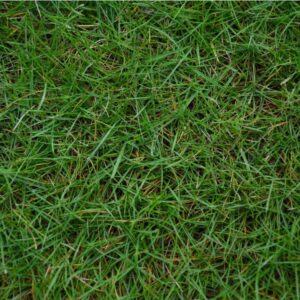 Close-up of dense green turf grass blades covering the ground.