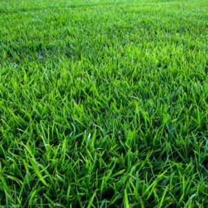 Close-up of lush green grass blades covering a lawn, dense and vibrant.