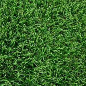 Close-up of dense green grass blades forming a lush lawn pattern