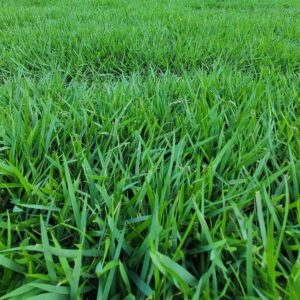 Close-up of lush green grass blades covering the ground in a dense lawn.