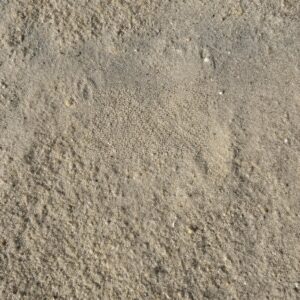 Bare sandy surface with shallow footprints pressed into the grains, small pebbles scattered throughout
